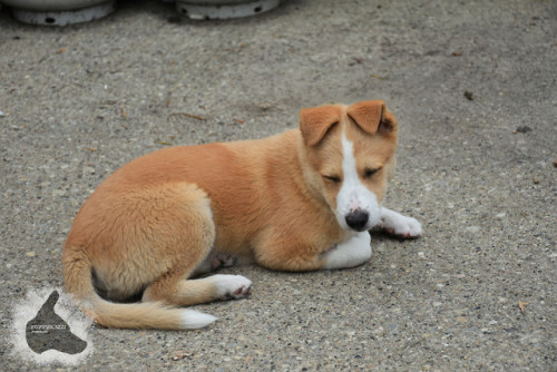 puppyrazzi