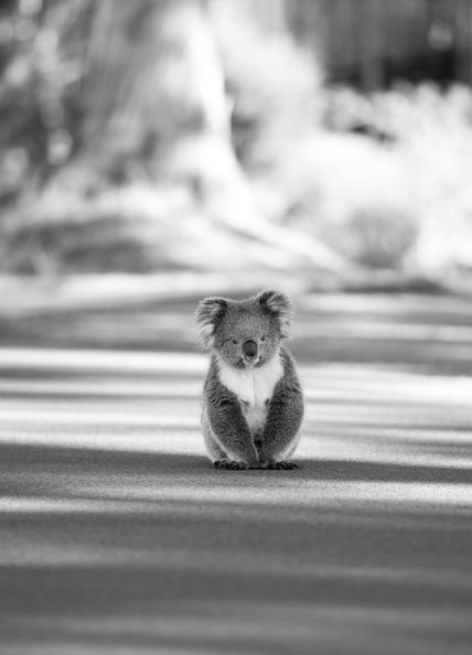 cutestofthecute: (via) Whatcha doing? Oh you know, just koala stuff.