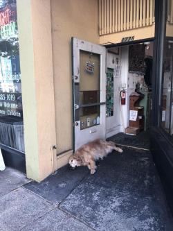 doggos-with-jobs:  Professional doorstop