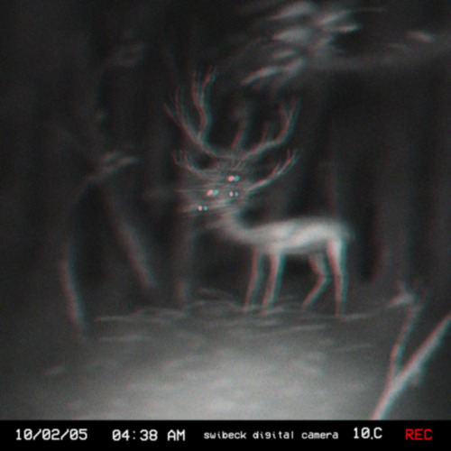 slimyswampghost:Another still from the Centennial Ridges Trail in the Algonquin provincial park in Ontario, Canada. On October 2nd, 2005, at 4:01 AM a large grazing pack of deer was captured on the cam. At 4:30, the pack, en masse, runs off camera, as