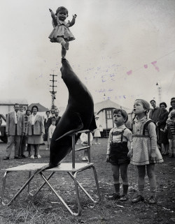 hauntedbystorytelling: Balancing Act ::   A seal puts on a show by balancing a doll before young viewers at a performance of the Krone Circus in Aachen, Germany, July 1962 source: Univ. of Texas 