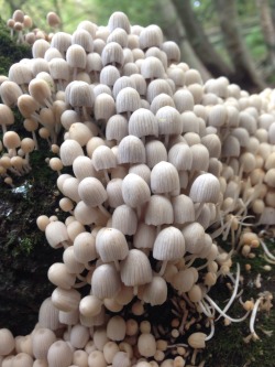 rachelcookgardendesign:  Fungus in the woods