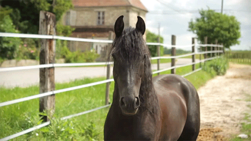 ladydressage: transperceneige:  Mario Luraschi’s horses [X]  I can’t even explain how happy this mad