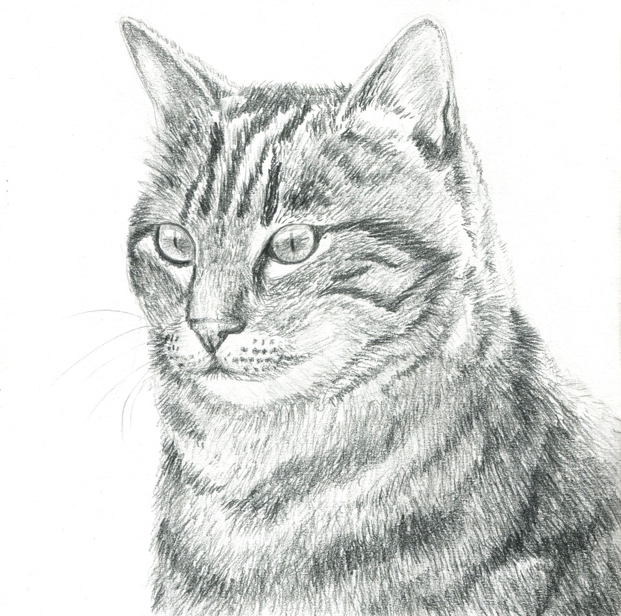 remigisart:  Pencil drawing of a beautiful tabby cat.