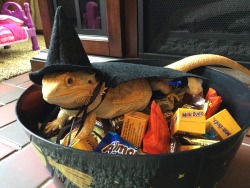 yeahponcho: Happy Halloween! remember to give out candy!