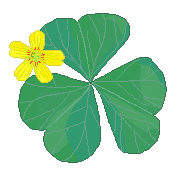 Oxalis corniculata pixel art by me