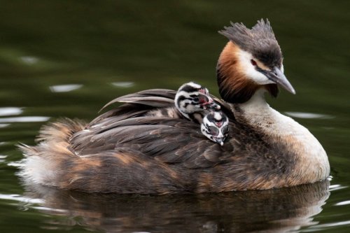 Great crested grebes are ridiculously good at this  They’re parenting goals, relationship goal