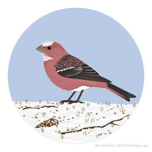 renatagrieco:November 18, 2019 - Pallas’s Rosefinch (Carpodacus roseus)Found from Kazakhstan east to