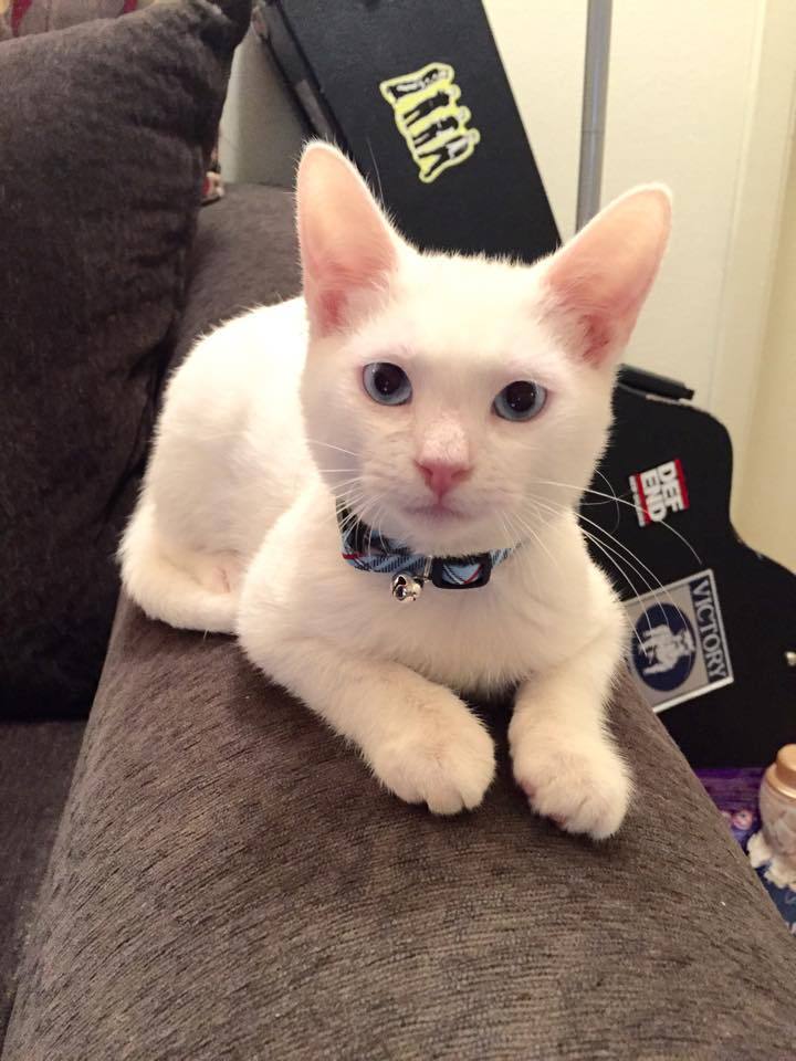 awwww-cute:  Decided to adopt a second cat over the weekend