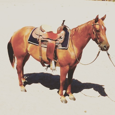 This is Amy AKA Sassn Attitude she is a 2010 AQHA mare. Amy has professional cutting training and is great on a cow. Stops on a dime and will get her hip under her.. She has been used out on the ranch and roped cattle to drag to fire and doctor. She...