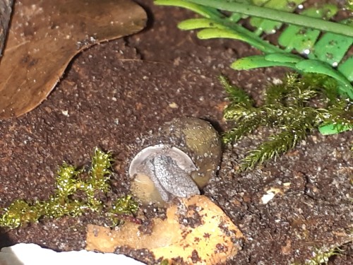 Bug Tour Part 2: My Snails, Millipedes, And Velvet Ant.