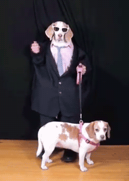 gifsboom:  Funny Dog Maymo Dancing. [video][Maymo]