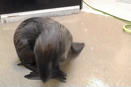 neaq:Fur Seal Pup Devours JelloLeu the Northern fur seal pup got a jello treat this week, and boy di
