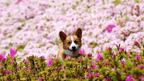 magebirb:corgis-everywhere:“Pets offer an unconditional love that can be very helpful to peopl