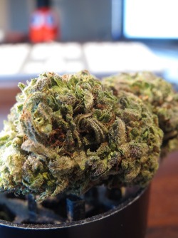 Always High, Never Dry