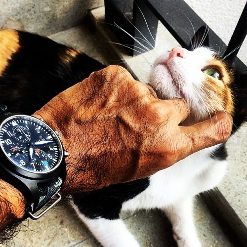 utkuozt:
“Good morning with #calico x #iwc #cat #cats #catlover #catpeople #instacat #instapet #catsofinstagram #petsofinstagram #calicocat #petoftheday #iwctopgun #watchporn #watchmania #wristshot #wristgame #watchoftheday #horology #instawatch
”