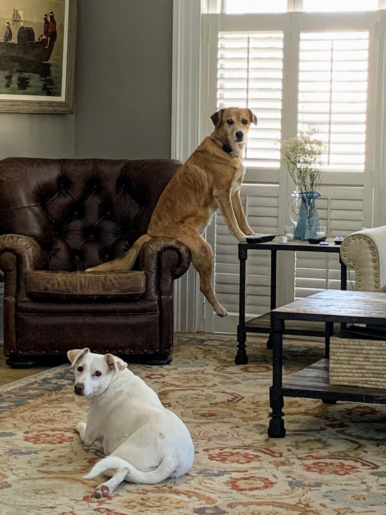 Dogs that look like they're about to release an album of 80s power ballad covers. 