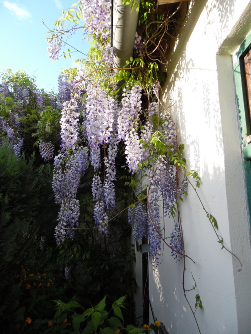 kusstherapie:  Wisteria - 14/05/2015