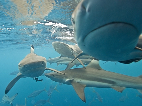 fuckyeahaquaria:Blacktip Sharks | Carcharhinus limbatus“Blacktip sharks are sometimes spotted above 