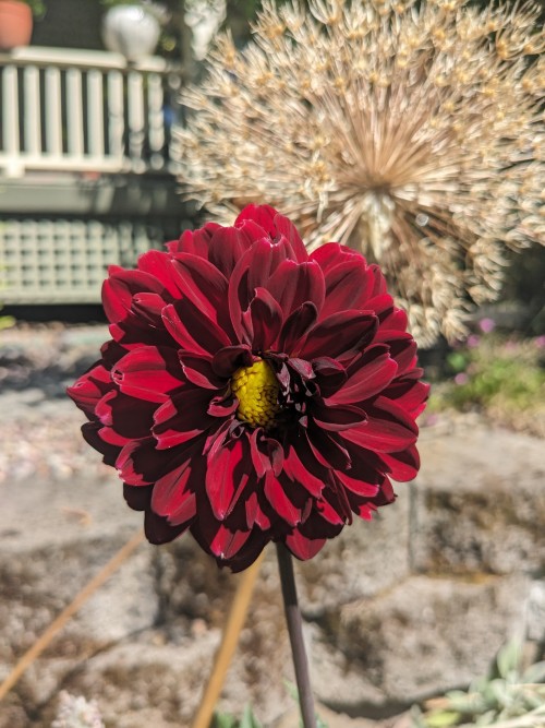 ruby-red-peony
