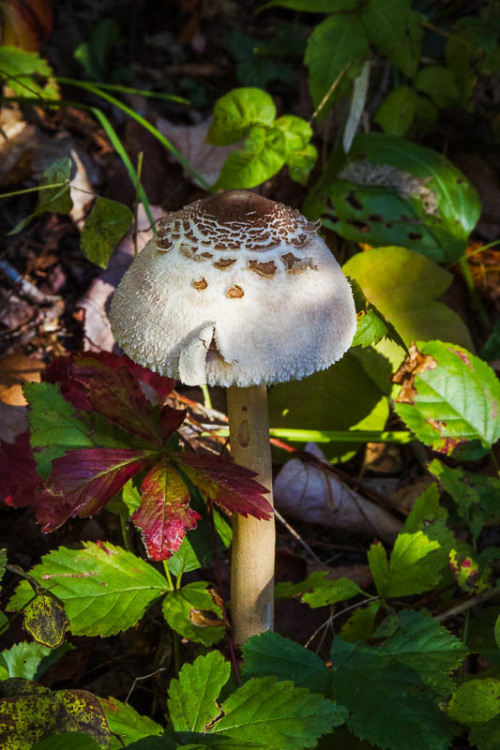 theseasonedeye: Autumn Crop Few mushrooms all summer, now popping up in the fall.