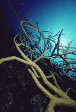 thelovelyseas:  Stony Coral (Acropora sp.) underwater, Grand Cayman by Flip Nicklin