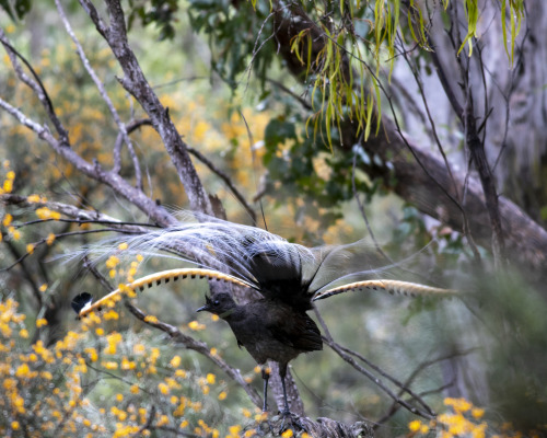 2021: A male Superb lyrebird  (Menura novaehollandiae) near our camp at Wollomombi Falls. These bird