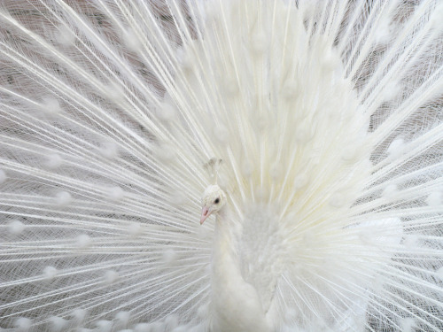 Uros Petrovic - White peacock par Uros PetrovicVia Flickr :White peacock is one of the most bea