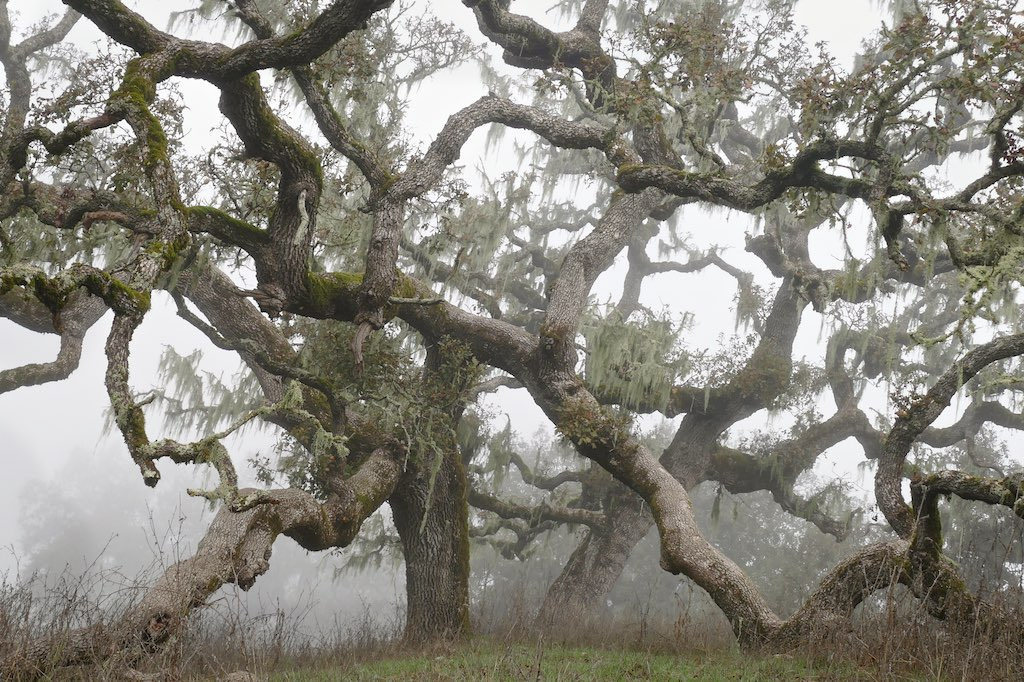 90377:    Misty oaks. Crane Creek Regional Park, Sonoma County . by alice cummings