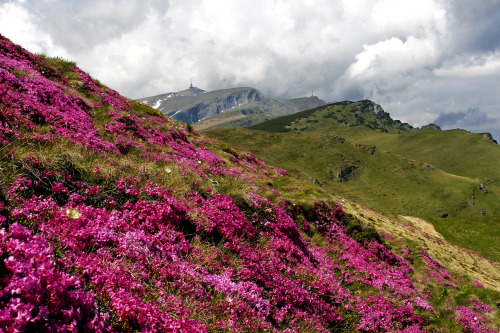 Romania