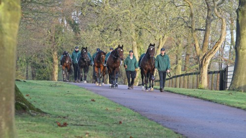 The Juddmonte stallions exercising at Banstead Manor Stud: (right to left) Oasis Dream, Frankel, Exp