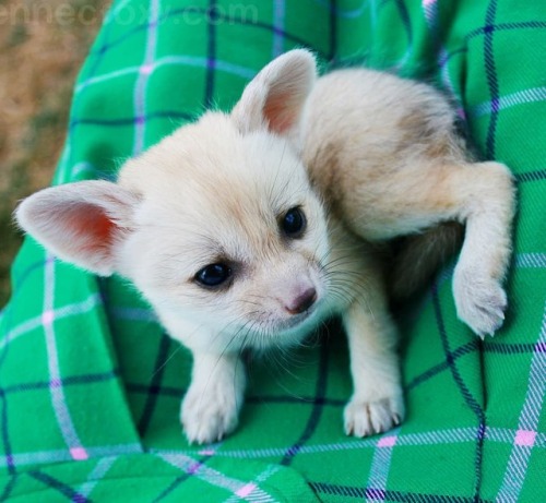 Baby Fennec Fox