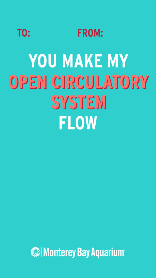 A “To: From:” Valentine’s Day card saying “You make my open circulatory system flow” with blank space for people to draw their own art and with the Monterey Bay Aquarium Logo below. Card is teal, lettering is shades of pink and white.