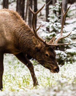 wild-diary:Elk in Yellowstone || Tupulak