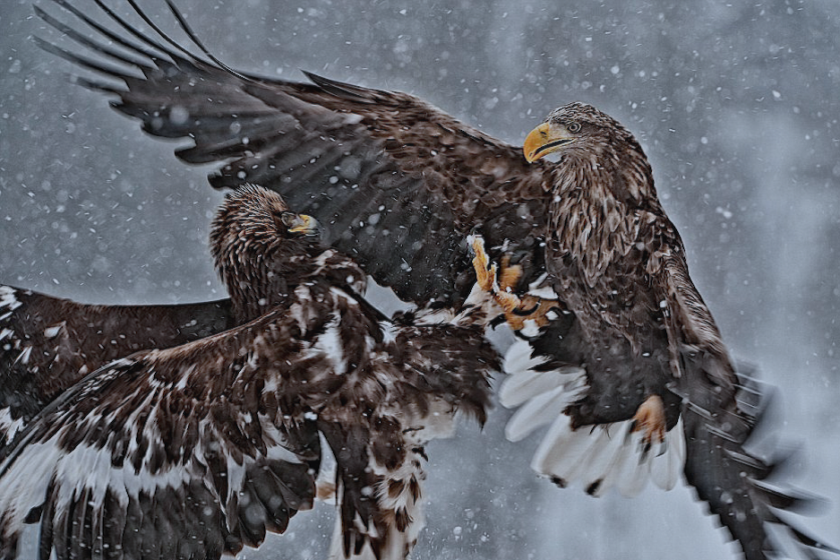 nubbsgalore:  white tailed and golden eagles do battle under heavy snowfall. photos