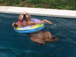 cute-overload:  Reddit, meet Lucy. She loves to chill in the pool in a buoy.http://cute-overload.tumblr.com source: http://imgur.com/r/aww/wwdqCGM