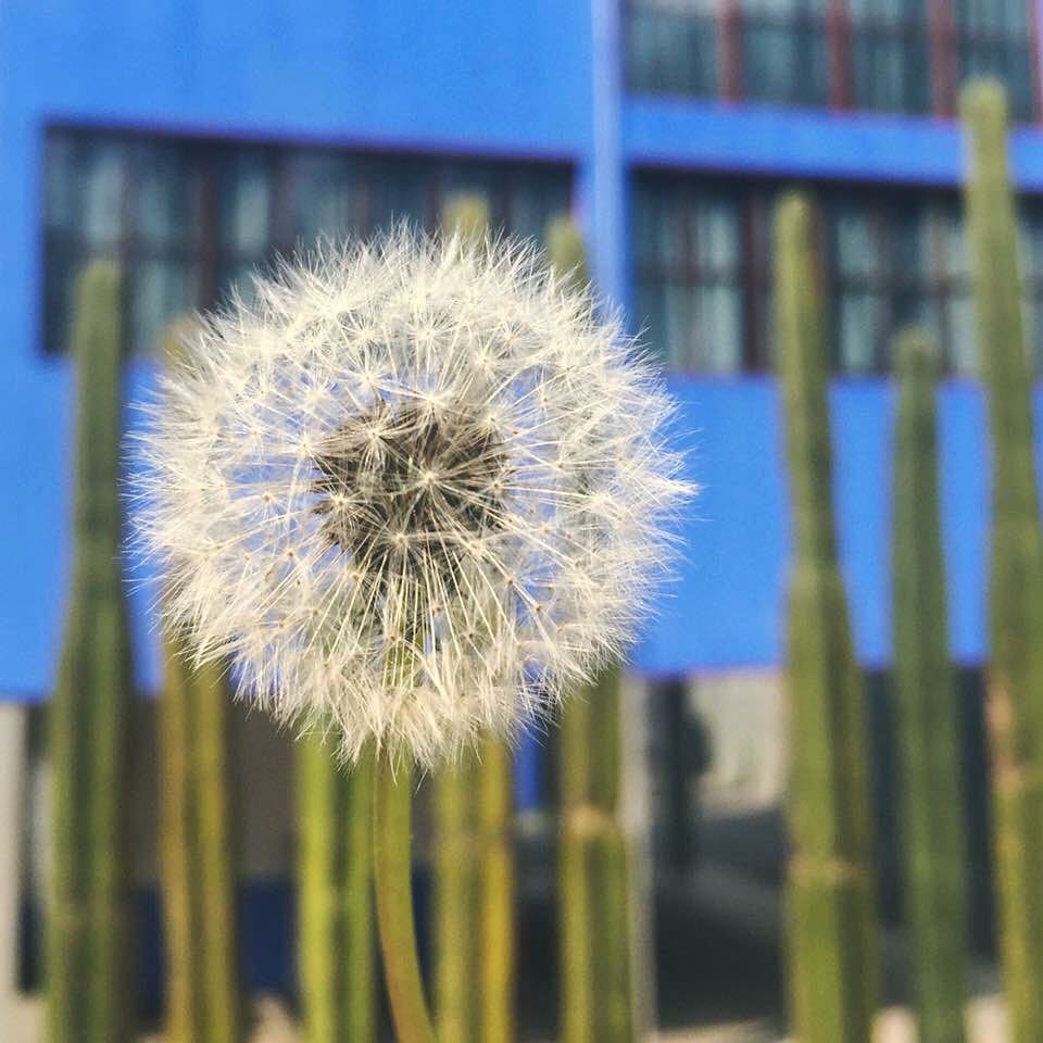 santiagosavi:  Diente de León y al fondo el estudio de #FridaKahlo en la #cdmx #flowerlovers