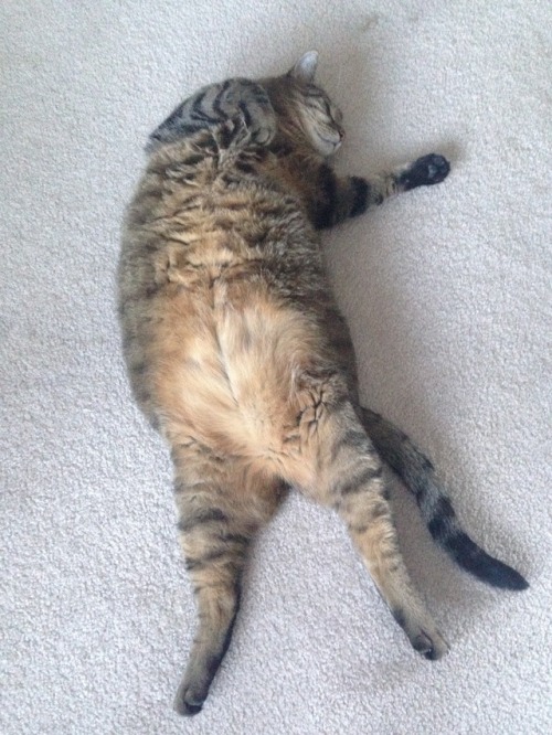 unflatteringcatselfies:  My fat child Jinx trying to chill.