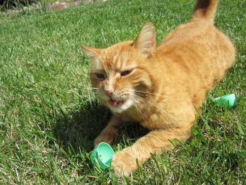 meowsturbate:My cat enjoying a nice catnip easter egg. (: 