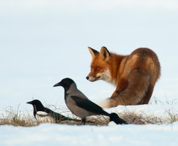 beautiful-wildlife:  The Gang by BENNY