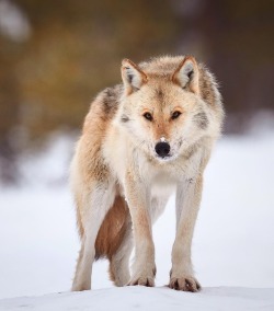 wolfsheart-blog:Grey Wolf by   Niko Pekonen