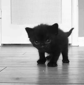 Bad Kitty