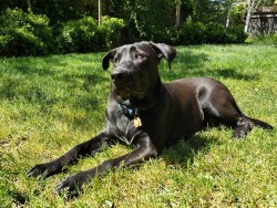 A happy dog for a Happy Easter. May the spring shine just as gloriously on all of you today.