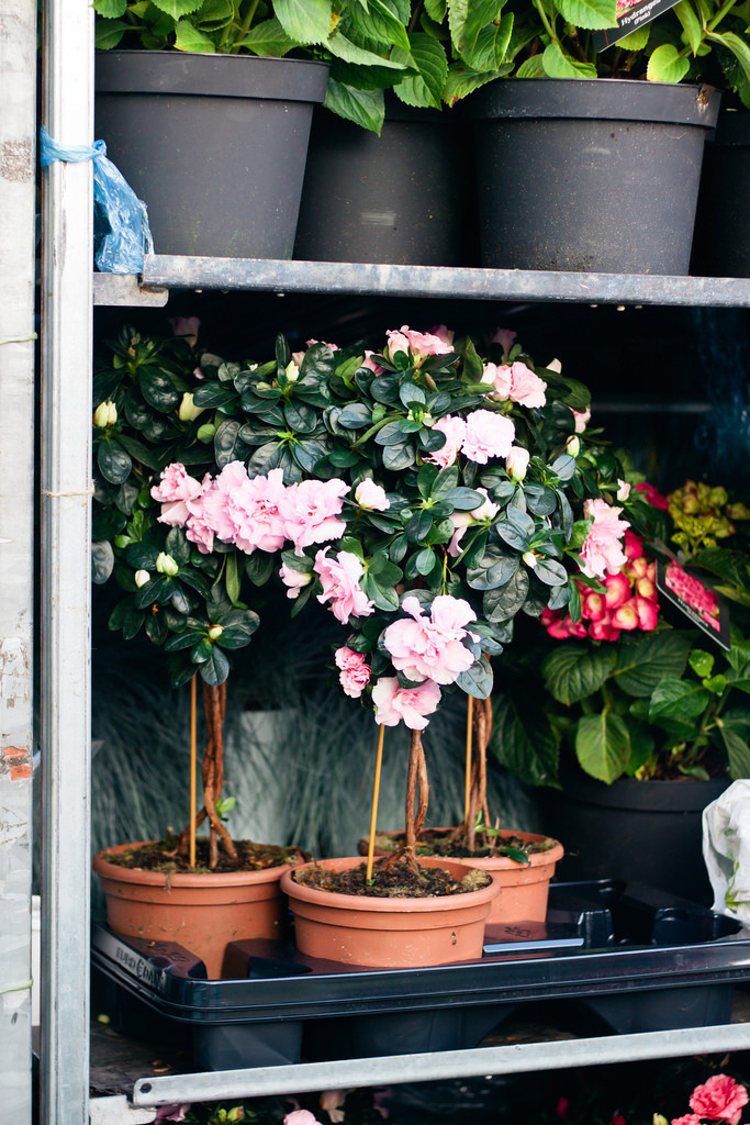 floralls:  columbia road flower market, London (by chevronseclairs)