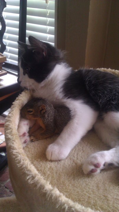 awwww-cute:  This little squirrel keeps coming in through the doggy door to hang