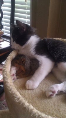 awwww-cute:  This little squirrel keeps coming in through the doggy door to hang out with my cat