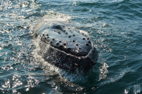 A few more photos from our day with the Brier Island Whale Watching and Seabird Tour in the Bay of F