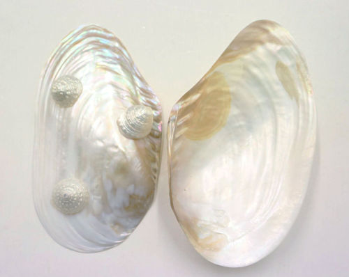 bebemoon:paradise crow’s giant river mussel on pearl troca feet