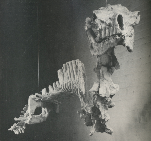 grupaok:Nancy Graves, Vertebral Column with Skull and Pelvis, 1970