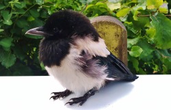 soyaboo:  i met a baby bird once and i fell in love 